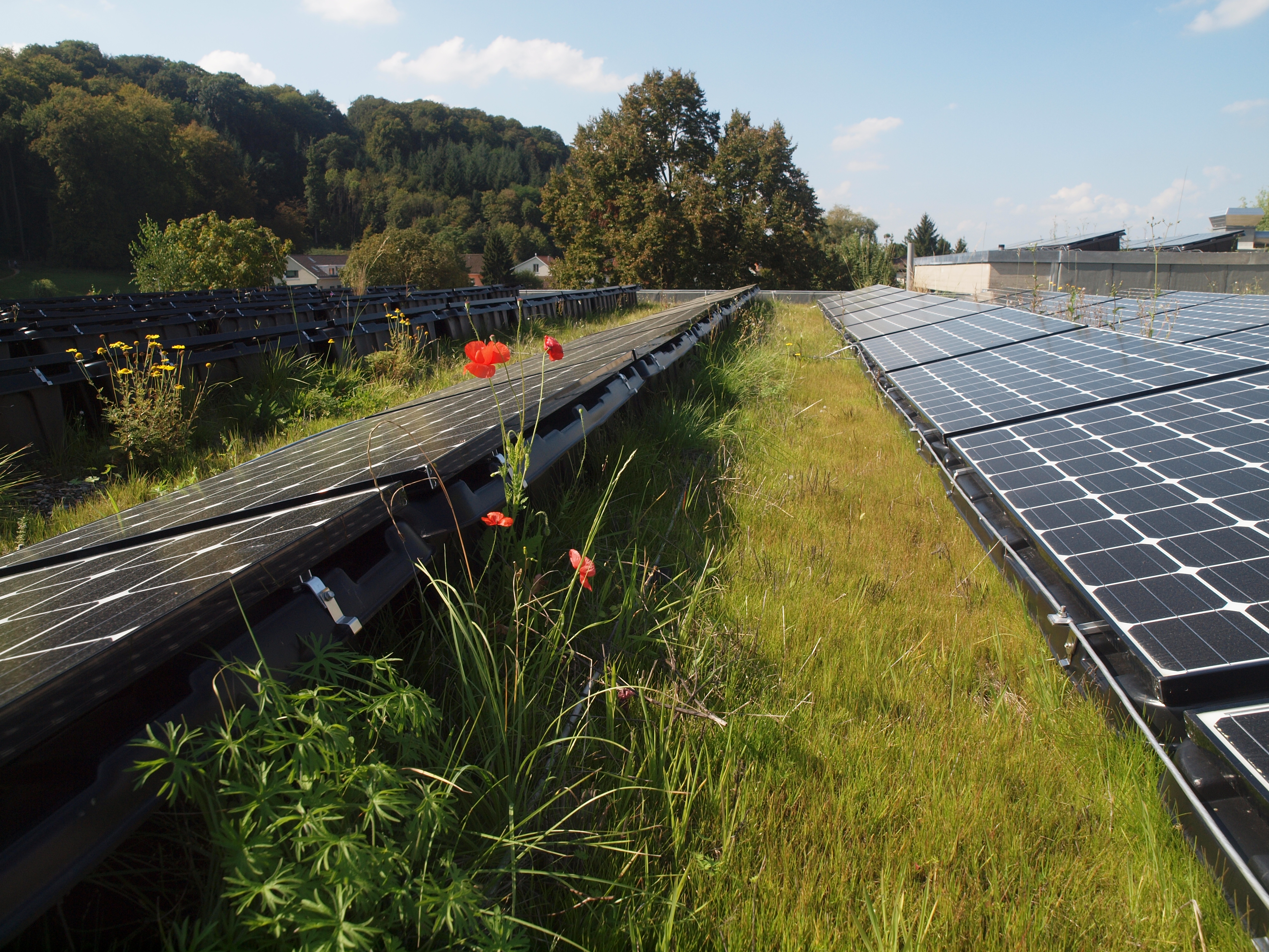 Das Forschungsprojekt «SMARTRoofs» untersucht Solar-Gün-Dächer